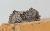 Cleonymia yvanii Cleonymia yvanii