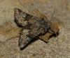 Cleonymia (Serryvania) yvanii (Duponchel, 1833)