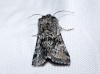Cleonymia yvanii Cleonymia yvanii