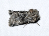 Cleonymia yvanii Cleonymia yvanii