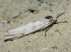 Coscinia cf. cribraria