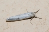 Coscinia cribraria