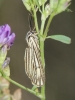 Coscinia striata