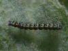 Cucullia cf. verbasci