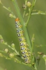 Cucullia scrophulariphila