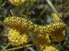 Cucullia tanaceti ? 1/2 Cucullia tanaceti ? 1/2