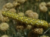 Cucullia tanaceti ? Cucullia tanaceti ?