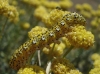 Cucullia tanaceti ? 2/2 Cucullia tanaceti ? 2/2