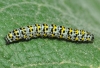 Cucullia verbasci