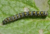Cucullia verbasci