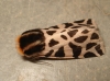 Cymbalophora pudica