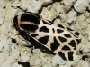 Cymbalophora pudica