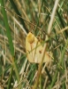 Diacrisia sannio
