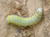 Diloba caeruleocephala