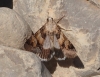 Drasteria cailino