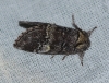 Drymonia querna