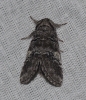 Drymonia querna
