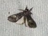 Drymonia querna