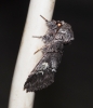 Drymonia querna
