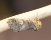 Drymonia querna