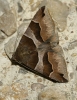 Dysgonia algira
