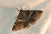 Dysgonia algira