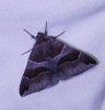 Dysgonia algira