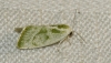 Earias albovenosana