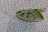 Earias albovenosana