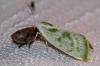 Earias albovenosana