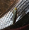Eilema caniola