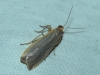 Eilema caniola