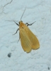 Eilema cf. sororcula