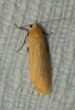 Eilema sororcula