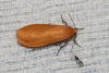Eilema sororcula