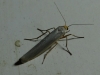 Eilema sp.