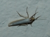 Eilema sp.