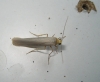 Eilema sp.