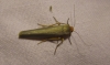 Eilema sp.