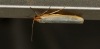Eilema sp.