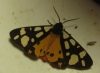 Epicalia villica