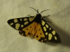 Epicallia villica