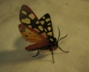 Epicallia villica