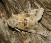 Eremobia ochroleuca