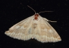 Eublemma amoena