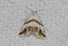 Eublemma candidana Eublemma candidana