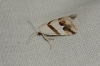 Eublemma candidana Eublemma candidana