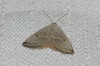 Eublemma polygramma