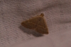 Eublemma polygramma