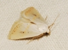 Eublemma pura